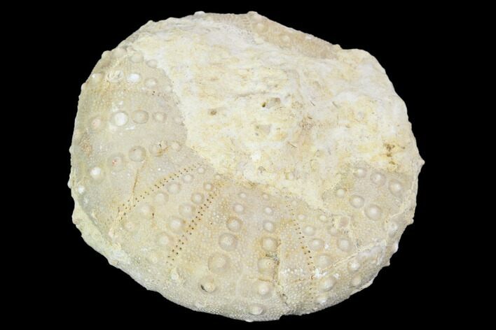 Fossil Sea Urchin (Heterodiadema) - Morocco #104483